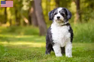 Mehr über den Artikel erfahren Shih-Poo Züchter und Welpen in den USA