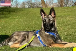 Mehr über den Artikel erfahren Sylvan Companion Dog Züchter und Welpen in den USA