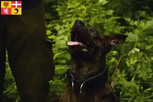 Mehr über den Artikel erfahren Taiwanhund Züchter und Welpen in Auvergne-Rhône-Alpes