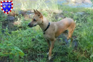 Mehr über den Artikel erfahren Taiwanhund Züchter und Welpen in Centre-Val de Loire
