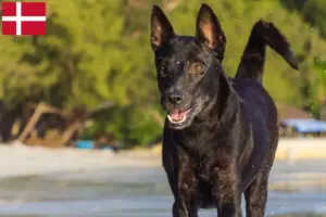 Mehr über den Artikel erfahren Taiwanhund Züchter und Welpen in Dänemark