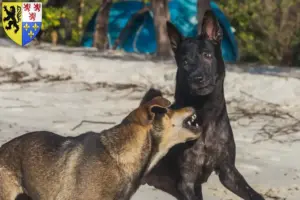 Mehr über den Artikel erfahren Taiwanhund Züchter und Welpen in Hauts-de-France