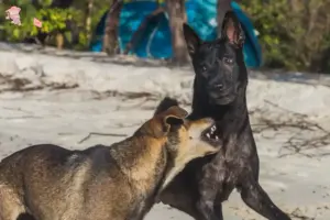 Mehr über den Artikel erfahren Taiwanhund Züchter und Welpen in Hovedstaden