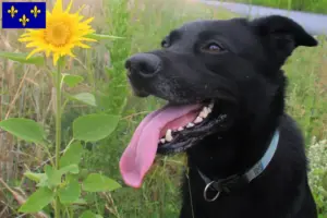 Mehr über den Artikel erfahren Taiwanhund Züchter und Welpen in Île-de-France