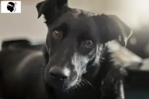 Mehr über den Artikel erfahren Taiwanhund Züchter und Welpen auf Korsika