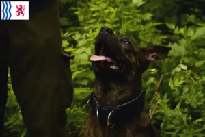 Mehr über den Artikel erfahren Taiwanhund Züchter und Welpen in Nouvelle-Aquitaine