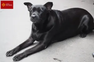 Mehr über den Artikel erfahren Taiwanhund Züchter und Welpen in Okzitanien