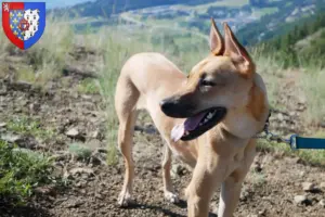 Mehr über den Artikel erfahren Taiwanhund Züchter und Welpen in Pays de la Loire