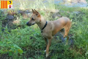 Mehr über den Artikel erfahren Taiwanhund Züchter und Welpen in der Provence-Alpes-Côte d’Azur