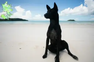 Mehr über den Artikel erfahren Taiwanhund Züchter und Welpen in Sjælland