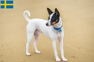 Mehr über den Artikel erfahren Tenterfield Terrier Züchter und Welpen in Schweden
