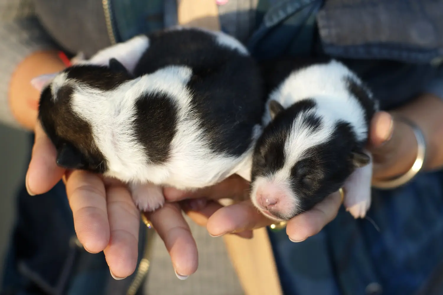 Einen Thai Bangkaew Dog Welpen zu kaufen, bedeutet Verantwortung zu übernehmen! Thai Bangkaew Dog Welpen kaufen.
