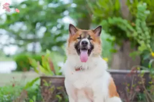 Mehr über den Artikel erfahren Thai Bangkaew Dog Züchter und Welpen in Hovedstaden