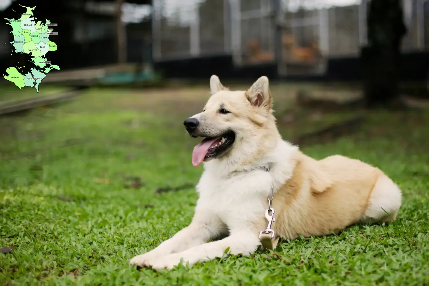 Thai Bangkaew Dog Welpen und Züchter Sjælland Hier findest Du Thai Bangkaew Dogs Züchter in Sjælland.