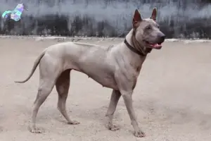 Mehr über den Artikel erfahren Thai Ridgeback Züchter und Welpen in Nordjylland