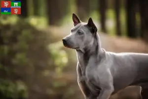 Mehr über den Artikel erfahren Thai Ridgeback Züchter und Welpen in Ústí