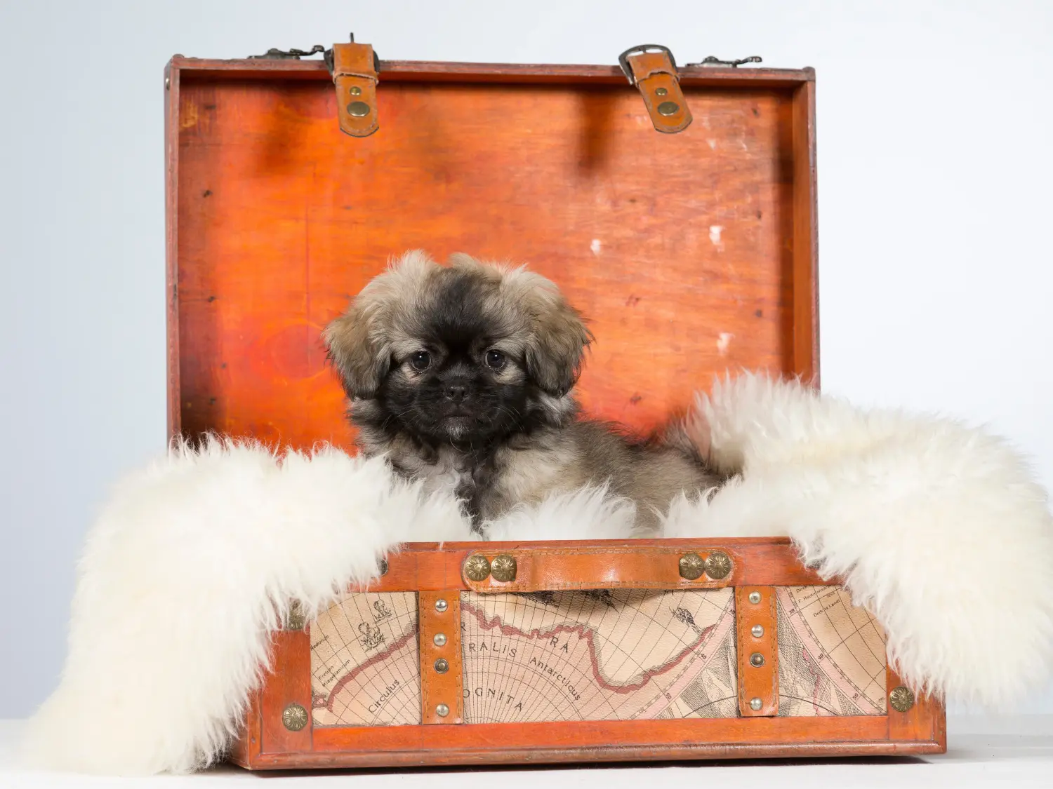 Einen Tibet-Spaniel Welpen zu kaufen, bedeutet Verantwortung zu übernehmen! Tibet-Spaniel Welpen kaufen.