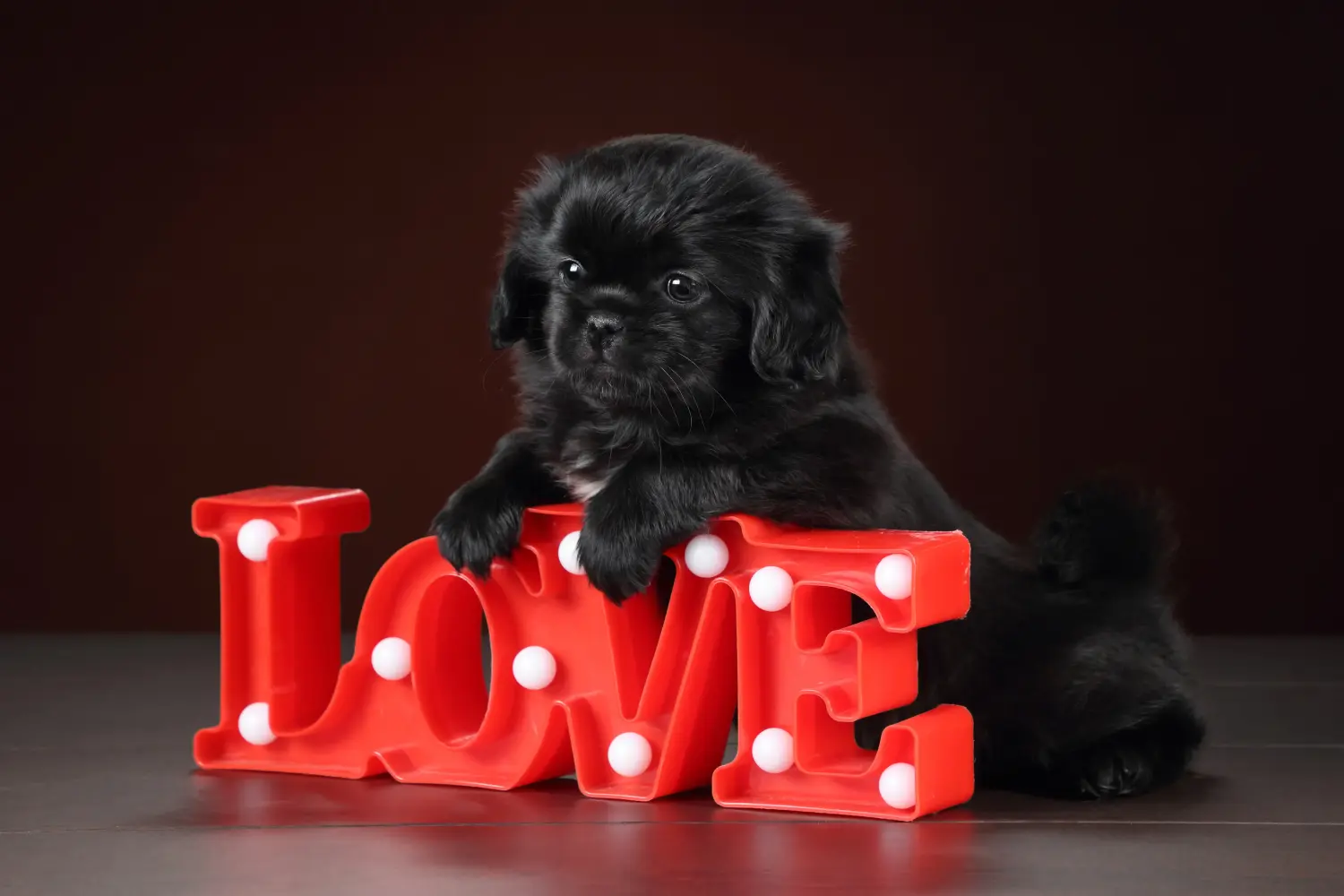Einen Tibet-Spaniel Welpen zu kaufen, bedeutet Verantwortung zu übernehmen! Tibet-Spaniel Welpen kaufen.