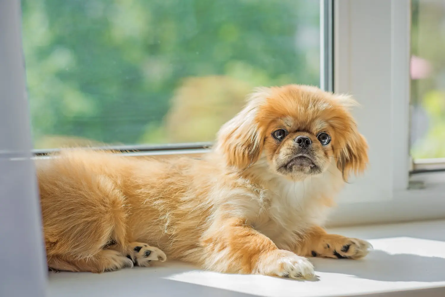 Einen Tibet-Spaniel Welpen zu kaufen, bedeutet Verantwortung zu übernehmen! Tibet-Spaniel Welpen kaufen.