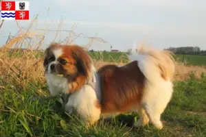 Mehr über den Artikel erfahren Tibet-Spaniel Züchter und Welpen in Mittelböhmen