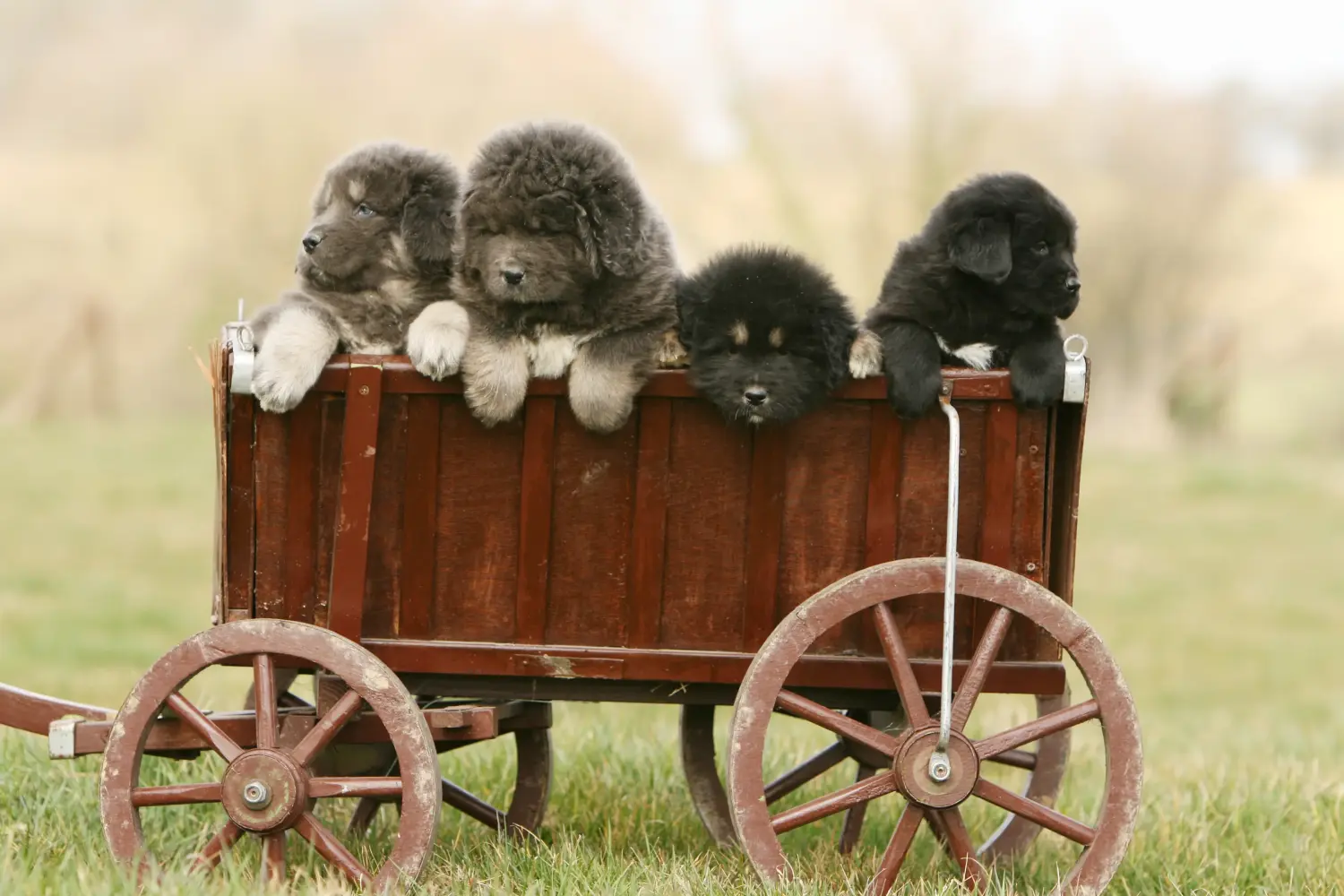 Einen Tibetdogge Welpen zu kaufen, bedeutet Verantwortung zu übernehmen! Tibetdogge Welpen kaufen.