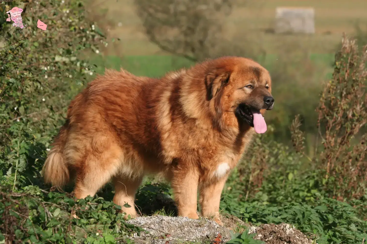Tibetdogge Welpen und Züchter Hovedstaden Hier findest Du Tibetdoggen Züchter in Hovedstaden.