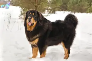 Mehr über den Artikel erfahren Tibetdogge Züchter und Welpen in Nordjylland