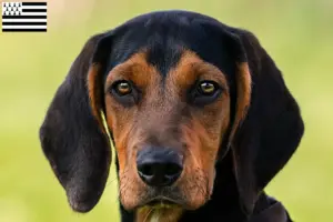 Mehr über den Artikel erfahren Tiroler Bracke Züchter und Welpen in der Bretagne