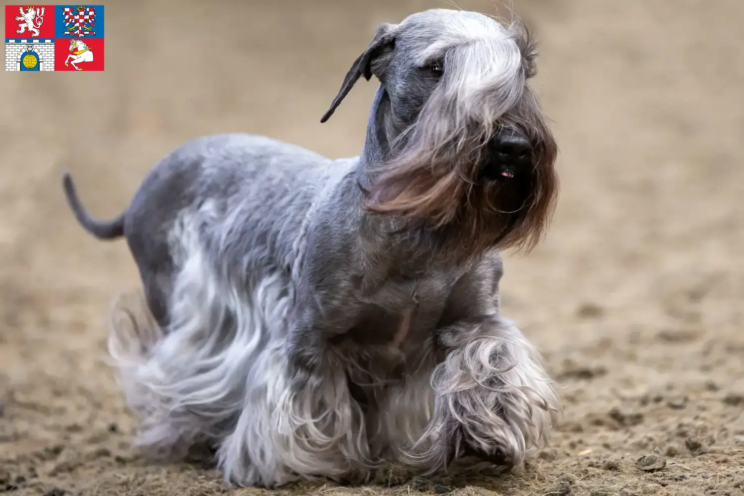 Tschechischer Terrier Welpen und Züchter Pardubice Hier findest Du Tschechische Terrier Züchter in Pardubice.