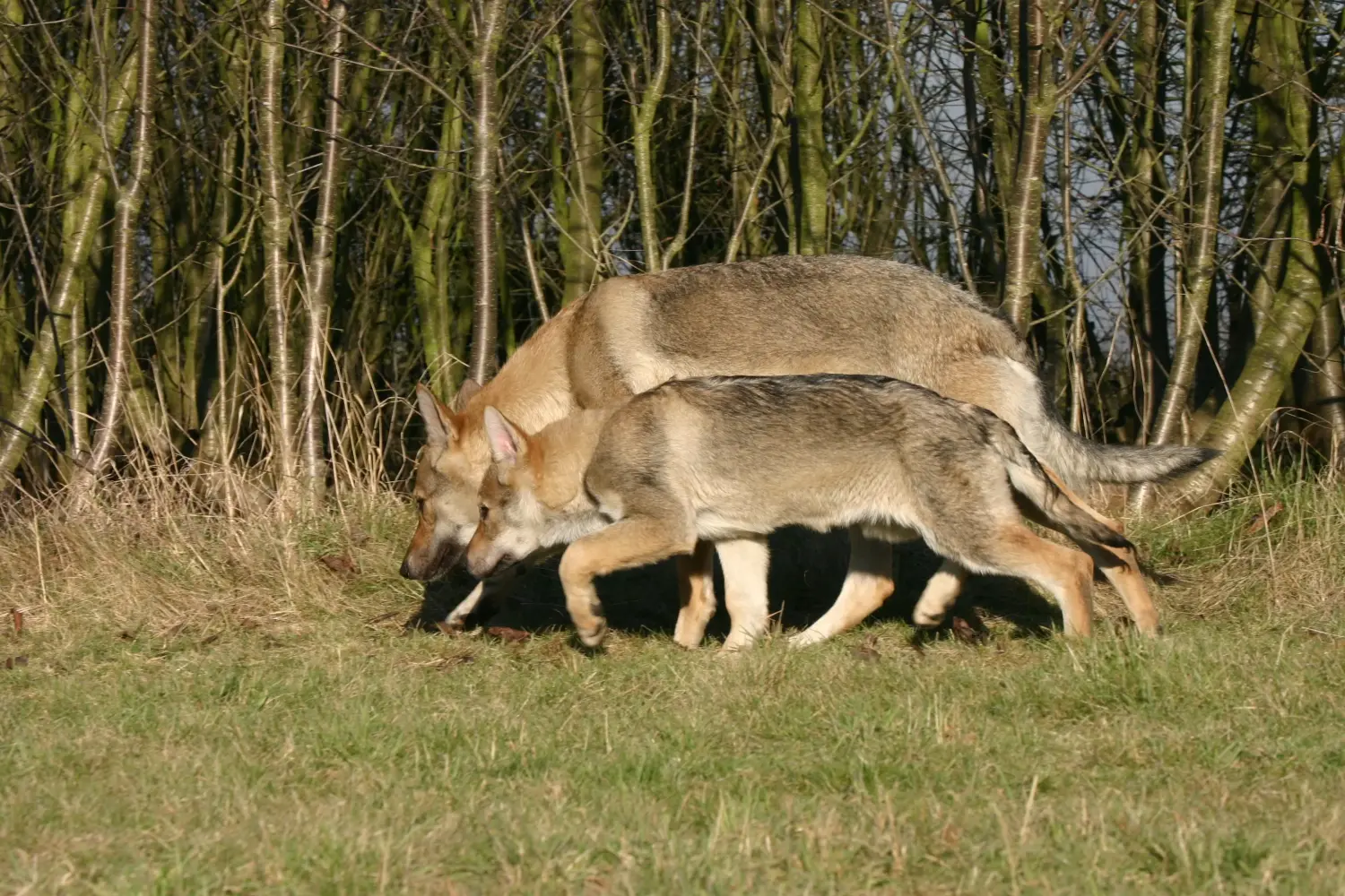 Einen Tschechoslowakischen Wolfhund Welpen zu kaufen, bedeutet Verantwortung zu übernehmen! Tschechoslowakischer Wolfhund Welpen kaufen.