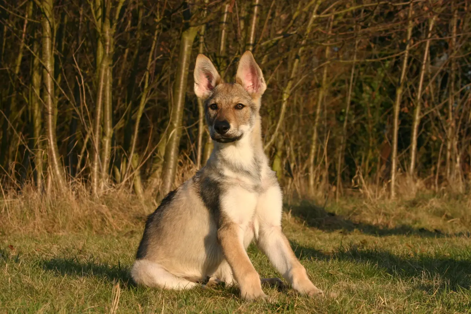 Einen Tschechoslowakischen Wolfhund Welpen zu kaufen, bedeutet Verantwortung zu übernehmen! Tschechoslowakischer Wolfhund Welpen kaufen.