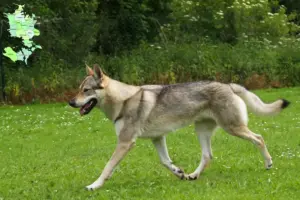 Mehr über den Artikel erfahren Tschechoslowakischer Wolfhund Züchter und Welpen in Sjælland