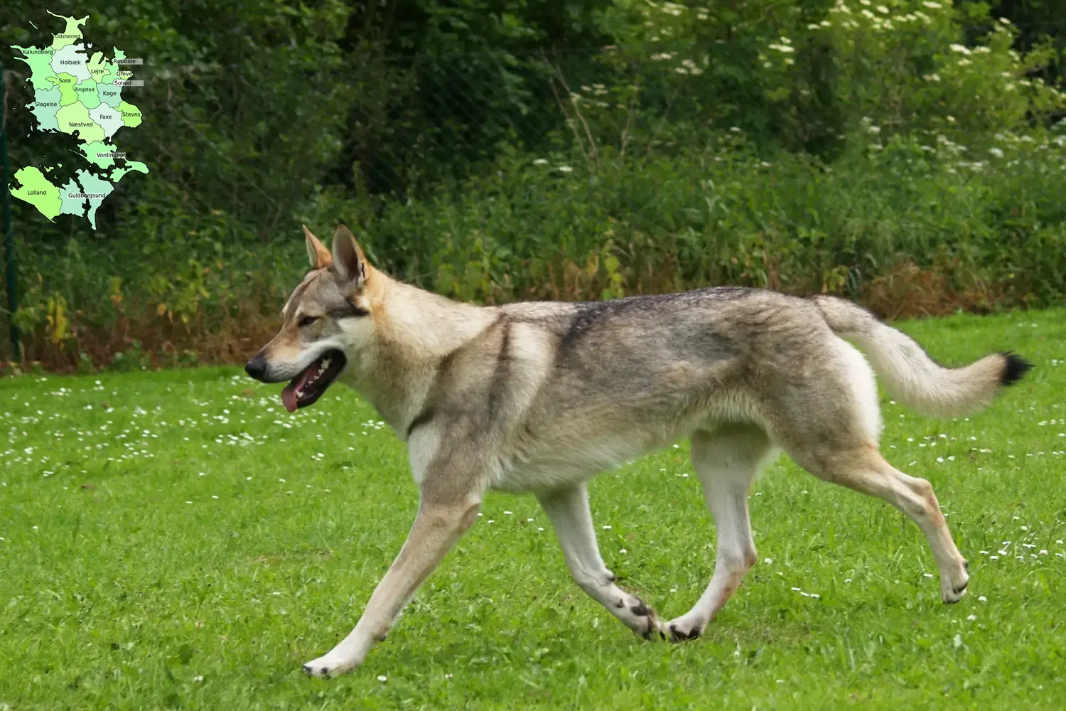 Tschechoslowakischer Wolfhund Welpen und Züchter Sjælland Hier findest Du Tschechoslowakische Wolfhunde Züchter in Sjælland.