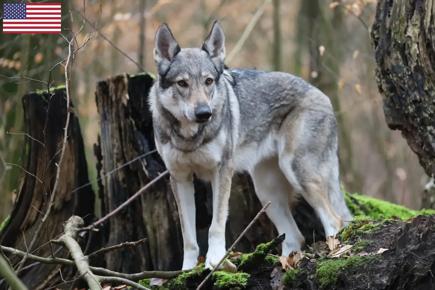 Tschechoslowakischer Wolfhund Welpen und Züchter USA Hier findest Du Tschechoslowakische Wolfhunde Züchter in den USA.