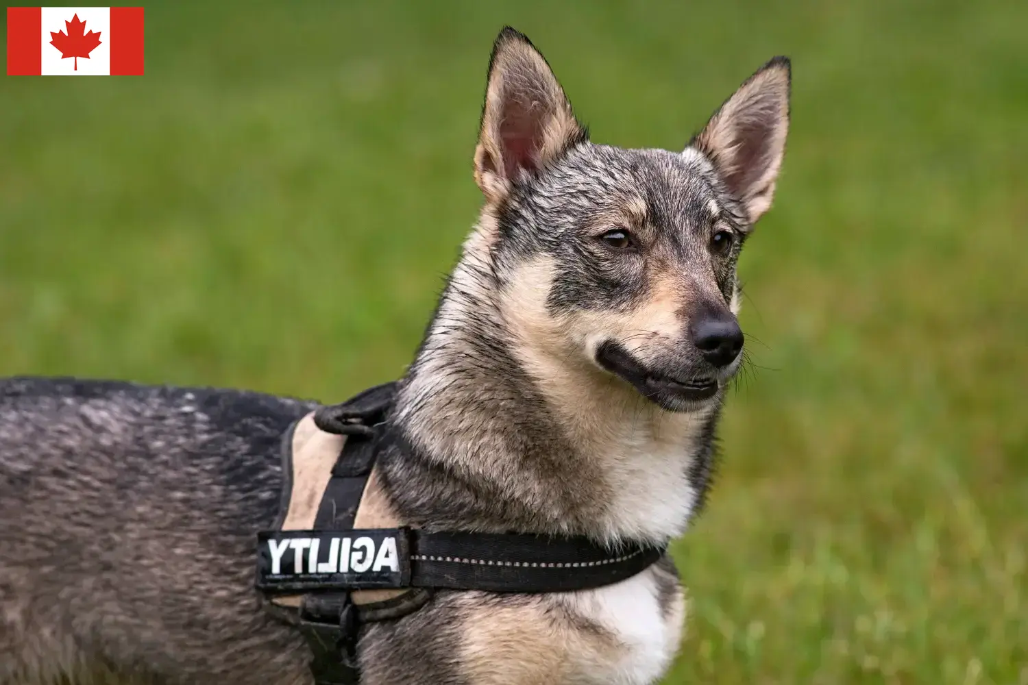 Västgötaspets Welpen und Züchter Kanada Hier findest Du Västgötaspets Züchter in Kanada.