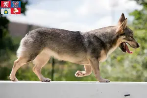 Mehr über den Artikel erfahren Västgötaspets Züchter und Welpen in Pardubice