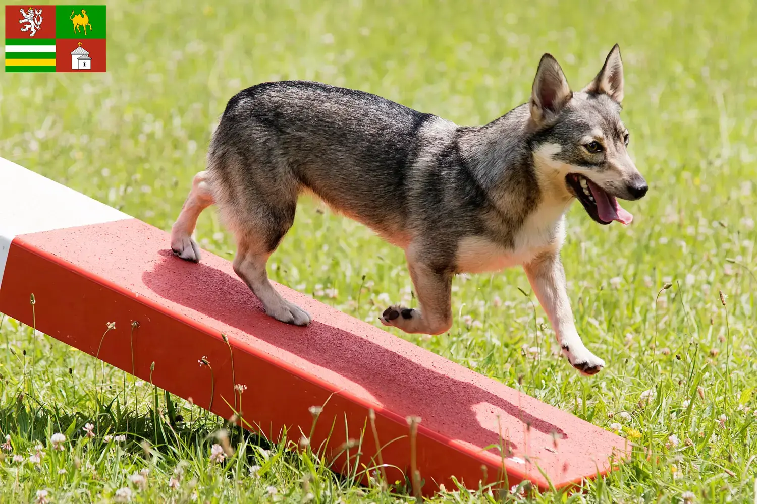 Västgötaspets Welpen und Züchter Pilsen Hier findest Du Västgötaspets Züchter in Pilsen.