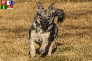 Mehr über den Artikel erfahren Västgötaspets Züchter und Welpen in Südböhmen