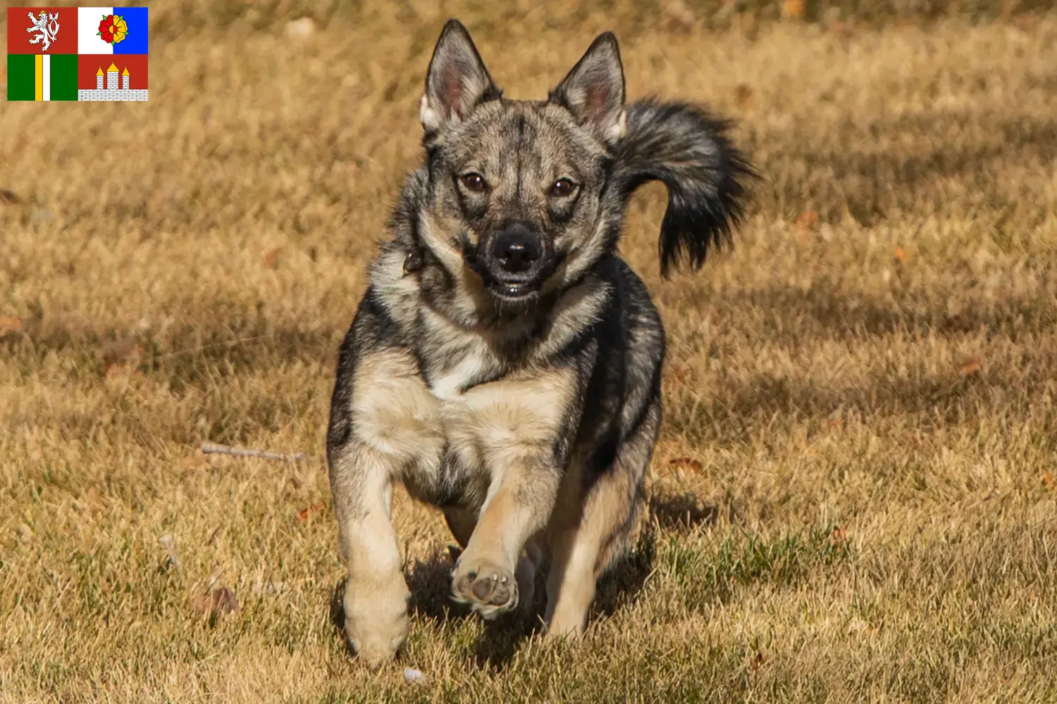 Västgötaspets Welpen und Züchter Südböhmen Hier findest Du Västgötaspets Züchter in Südböhmen.