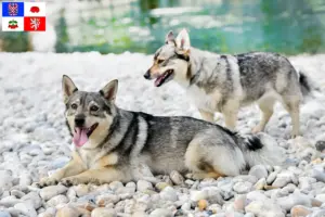 Mehr über den Artikel erfahren Västgötaspets Züchter und Welpen in Vysočina