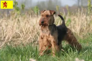 Mehr über den Artikel erfahren Welsh Terrier Züchter und Welpen in Südholland