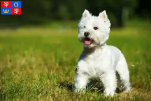 Mehr über den Artikel erfahren Westie Züchter und Welpen in Hradec Králové