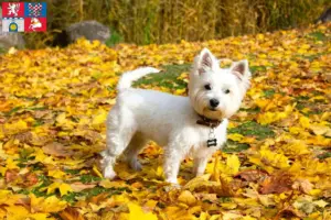 Mehr über den Artikel erfahren Westie Züchter und Welpen in Pardubice