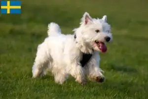 Mehr über den Artikel erfahren Westie Züchter und Welpen in Schweden