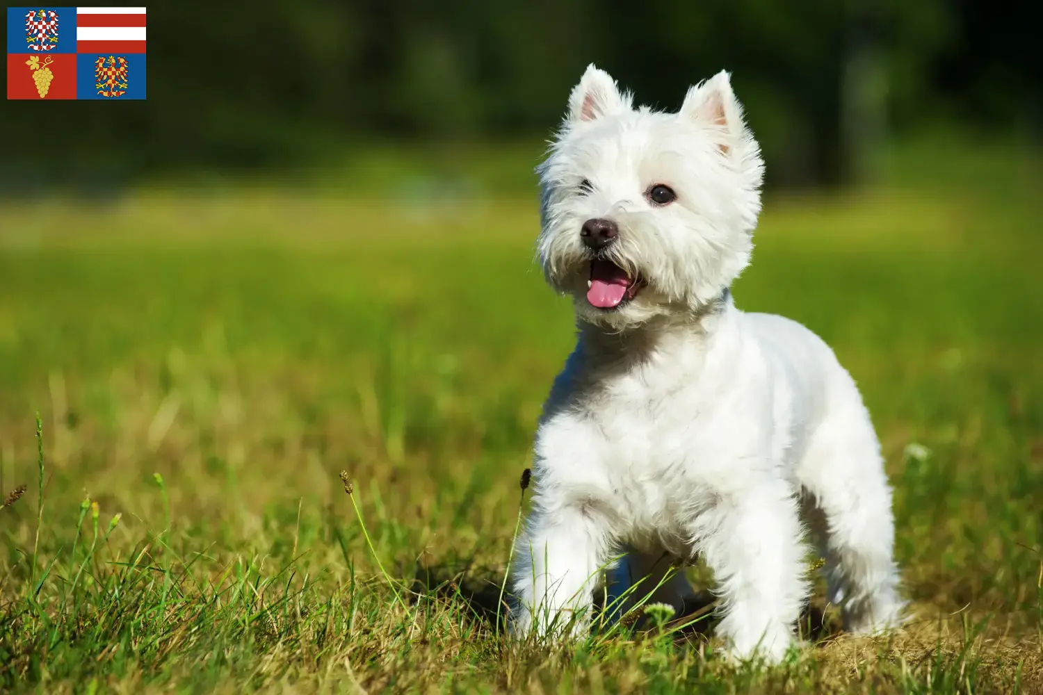 Westie Welpen und Züchter Südmähren Hier findest Du Westies Züchter in Südmähren.