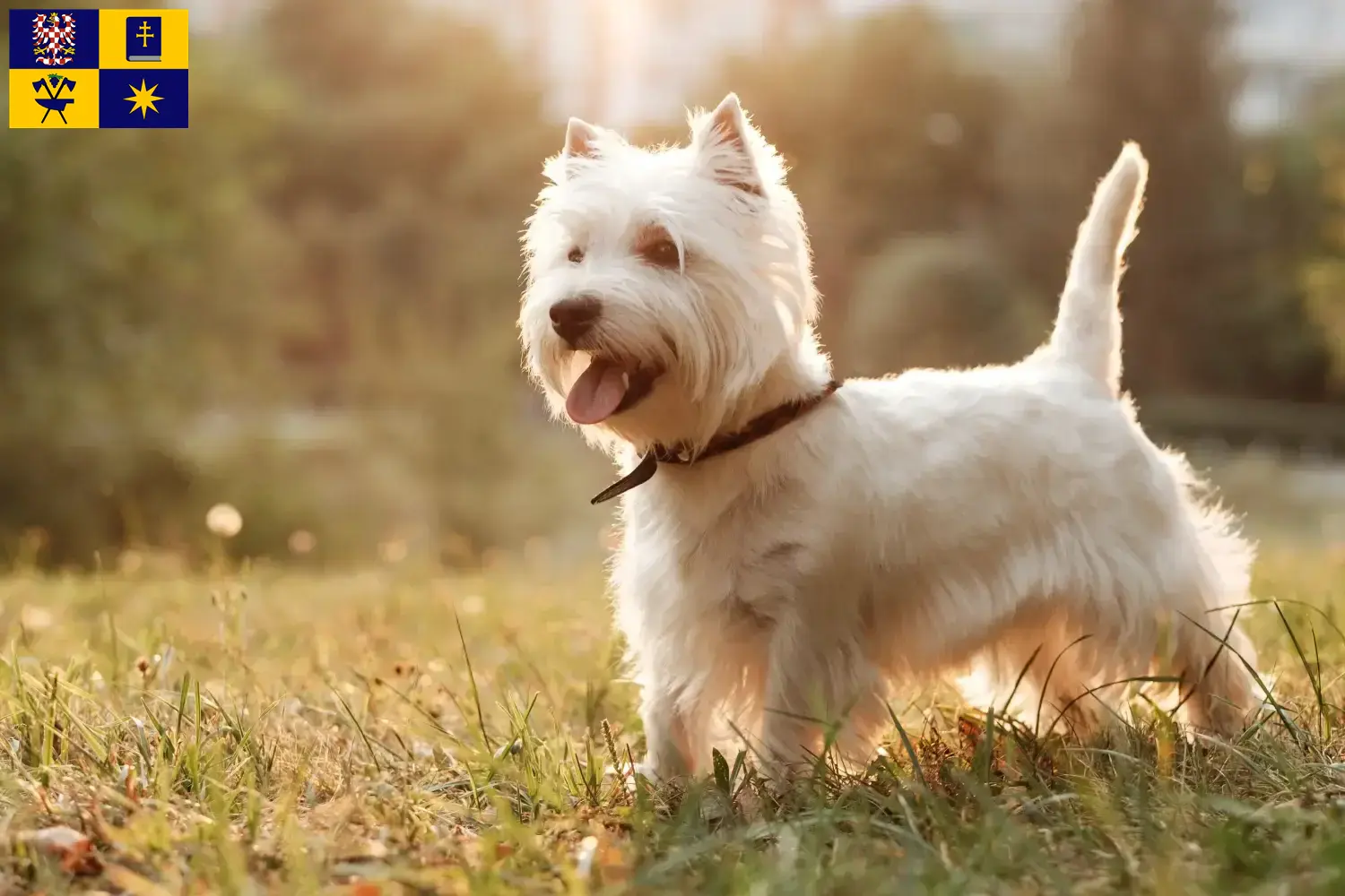 Westie Welpen und Züchter Zlín Hier findest Du Westies Züchter in Zlín.