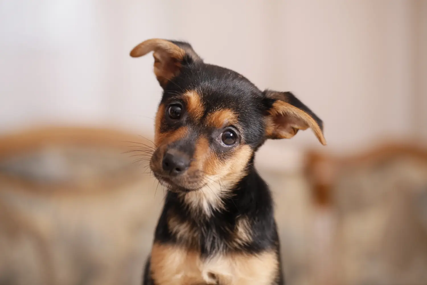 Einen Zwergpinscher Welpen zu kaufen, bedeutet Verantwortung zu übernehmen! Zwergpinscher Welpen kaufen.