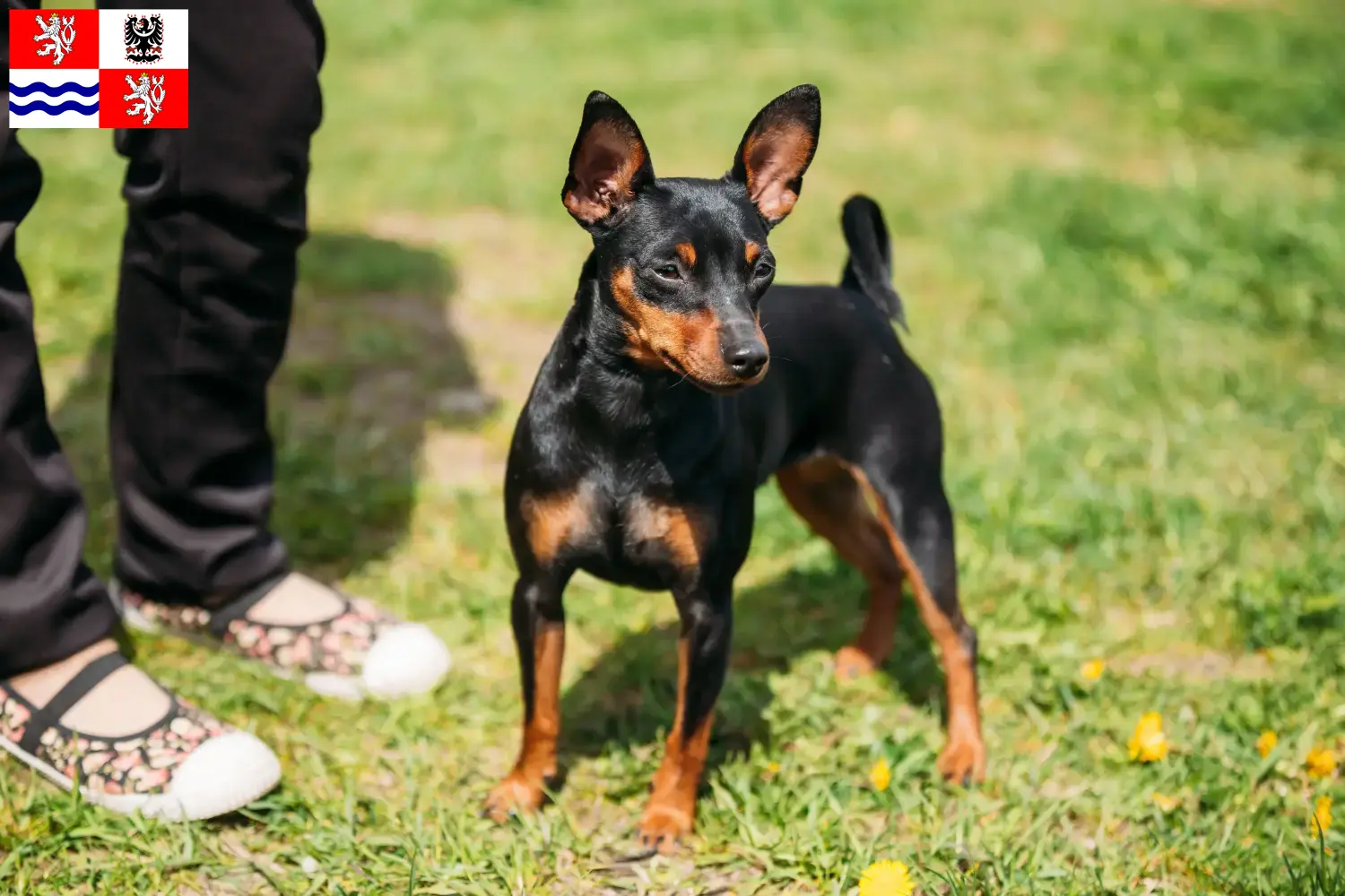 Zwergpinscher Welpen und Züchter Mittelböhmen Hier findest Du Zwergpinscher Züchter in Mittelböhmen.
