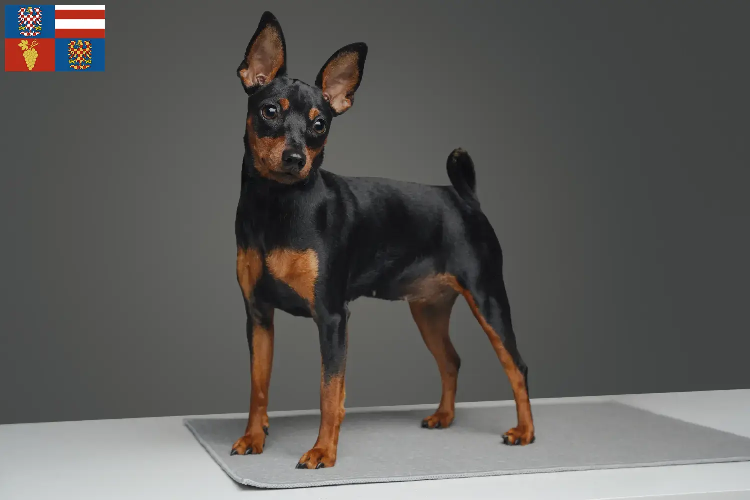 Zwergpinscher Welpen und Züchter Südmähren Hier findest Du Zwergpinscher Züchter in Südmähren.
