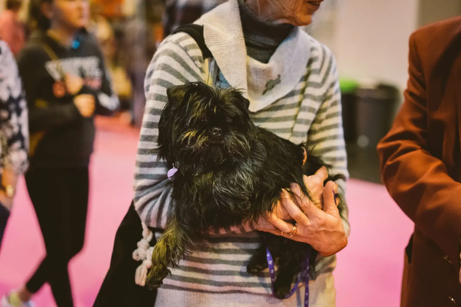 Affenpinscher - Meine Liebe zu dieser Hunderasse. Warum ich Affenpinscher liebe